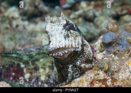 Jewel blennie  [Salarias fasciatus].  Lembeh Strait, North Sulawesi, Indonesia. Stock Photo