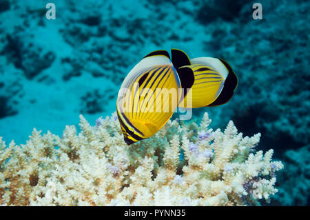 Blacktail or Exquisite butterflyfish (Chaetodon austriacus).  Egypt, Red Sea.  Found in the Red Sea and around Southern Oman only. Stock Photo