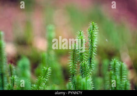 Norwegian green moss- close up view. Stock Photo