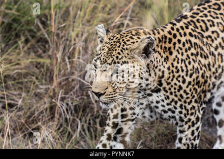 Female leopard (Panthera pardus) walking through long grass in the Sabi Sands, Greater Kruger, South Africa Stock Photo