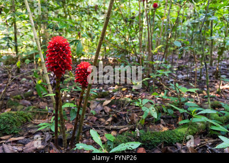 Wild Zingiberales flowers (ginger and curcuma family) in Aru islands jungle, Papua, Maluku, Indonesia Stock Photo