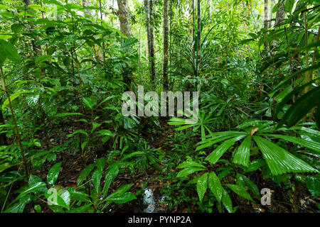 Lush undergrowth jungle vegetation in a virgin rainforest of the Aru ...