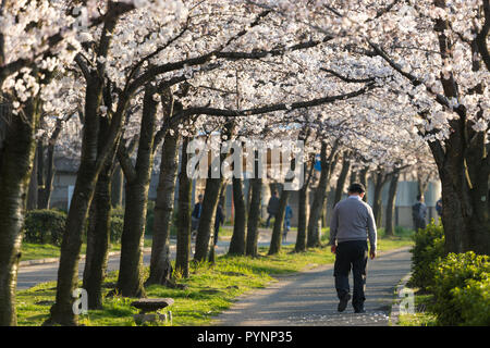 Sad lonely man walking under the cherry tree blossom, Kyoto, Japan Stock Photo