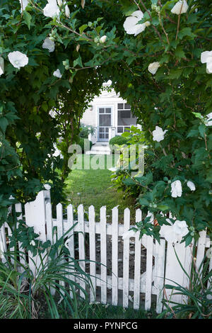 Front entrance to home with overgrown white hibiscus flowers on a trellis and old white picket fence.. Stock Photo