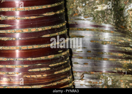 Purple cherry tree closeup Stock Photo