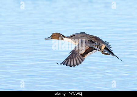 Northern pintail duck (Anas acuta) flying left over water, landing. Stock Photo