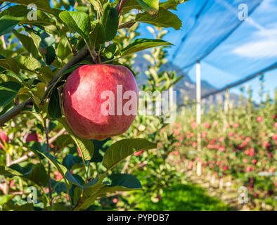 ripe pink lady apple variety on a apple tree at South Tyrol in Italy. Harvest time Stock Photo