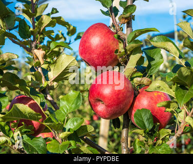 ripe pink lady apples variety on a apple tree at South Tyrol in Italy. Harvest time Stock Photo