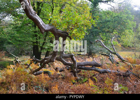 woodland scene of ancient oaks and beech trees ,living and fallen in the new forest