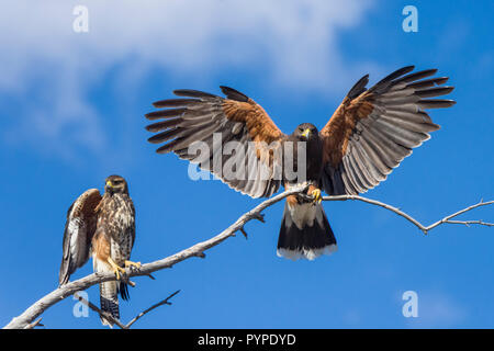 Two Harris Hawks (Parabuteo unicinctus), one immature  and one adult, perched on a tree branch with wings spread against a blue sky in the Sonoran Des Stock Photo