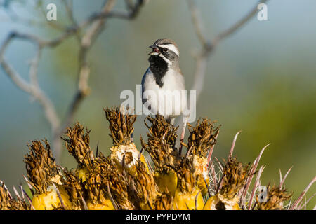 A Black-throated Sparrow (Amphispiza bilineata) male singing from a perch on the fruits of a Fishhook Barrel Cactus (Ferocactus wislizeni) in the Sono Stock Photo