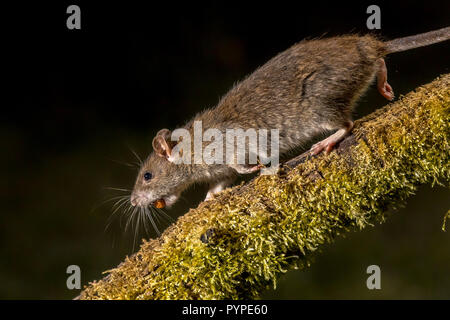 Brown Rat, (Rattus norvegicus), running on banks of Brent Reservoir ...