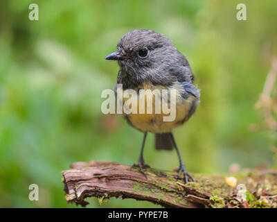 New Zealand Robin (Petroica australis) perched on stick in forest. This is a native and endemic bird of New Zealand Stock Photo