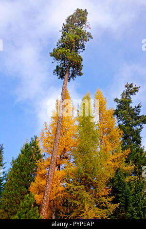 A mixture of Western Larch trees, Larix occidentalis, and Ponderosa pine trees in the Deschutes National Forest in Oregon. Large trees turns gold in t Stock Photo
