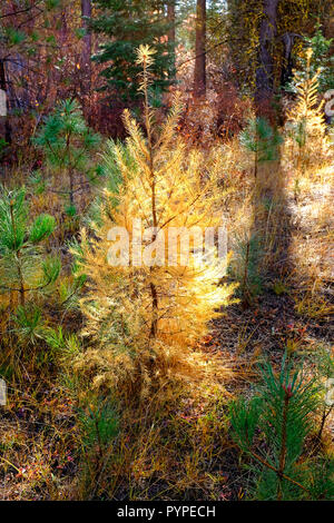 A young Western Larch tree, Larix occidentalis, grows among a group of young ponderosa pine trees. Larch trees  turn gold in the fall just before losi Stock Photo