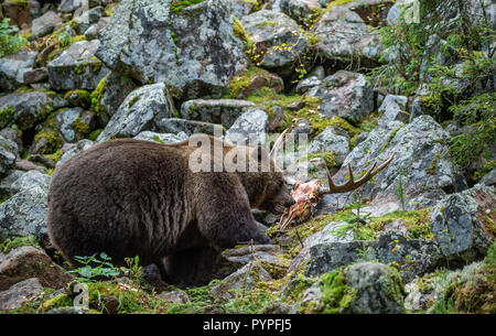 Bear and skul of moose.  A brown bear in the autumn forest. Adult Big Brown Bear Male. Scientific name: Ursus arctos. Stock Photo