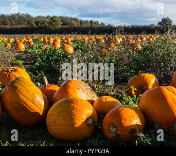 Pumpkins in field Stock Photo