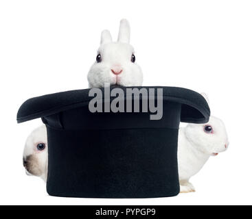 Three mini rex rabbits appearing from a top hat, Stock Photo