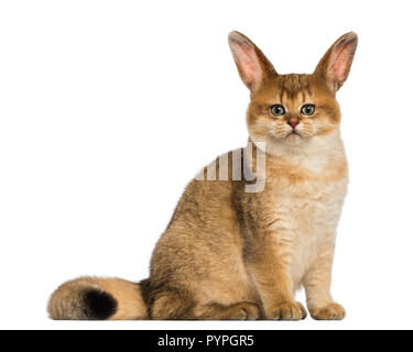 Cat with rabbit ears sitting and looking at the camera Stock Photo