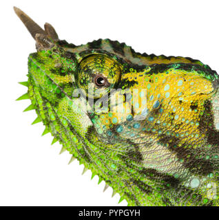 Close-up of Four-horned Chameleon, Chamaeleo quadricornis, in front of white background Stock Photo