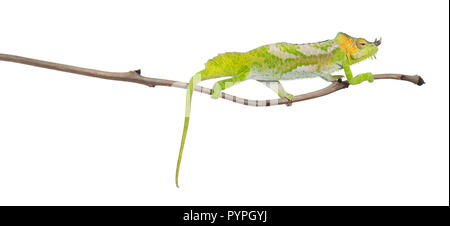 Four-horned Chameleon, Chamaeleo quadricornis, perched on branch in front of white background Stock Photo