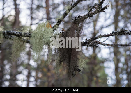 Old Man’s Beard Lichen, growing on a silver birch tree in Glen Affric, Highland, Scotland Stock Photo