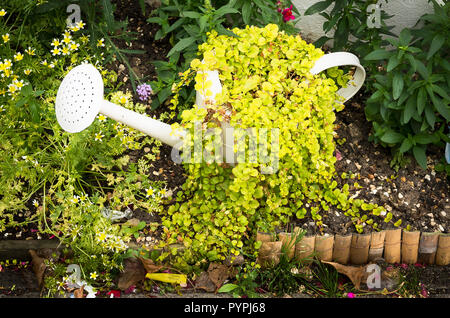 An old watering can used as a planter for Creeping Jenny in a garden comprising recycled artifacts in the UK Stock Photo