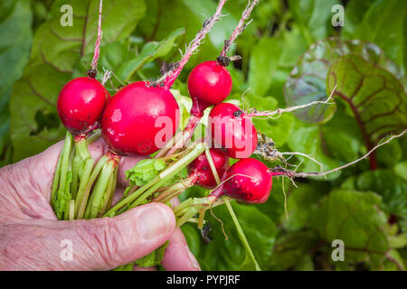 Freshly pulled Radishes variety Rougette in September in an English garden Stock Photo