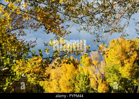 Black Poplar Tree, Populus nigra, autumn foliage, on the bank of the Danube, Austria deciduous trees Stock Photo