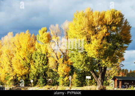Black Poplar Trees, Populus nigra, autumn foliage Austria Stock Photo