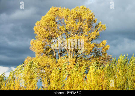 Black Poplar Tree, Populus nigra trees, autumn foliage, on the bank of the Danube, Austria Stock Photo