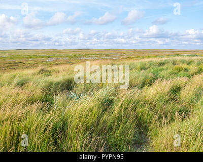 Salt marshes with sand couch and marram grass and sea lavender in nature reserve Boschplaat on Frisian island Terschelling, Netherlands Stock Photo
