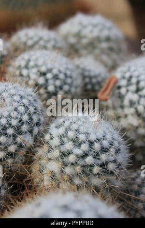 Cluster of Mexican Mammillaria geminispina, twin spined cactus, flowering desert plant growing in the desert garden. Stock Photo