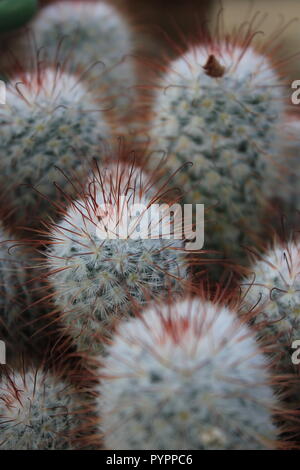 Cluster of Mexican Mammillaria geminispina, twin spined cactus, flowering desert plant growing in the desert garden. Stock Photo