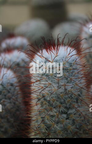 Cluster of Mexican Mammillaria geminispina, twin spined cactus, flowering desert plant growing in the desert garden. Stock Photo