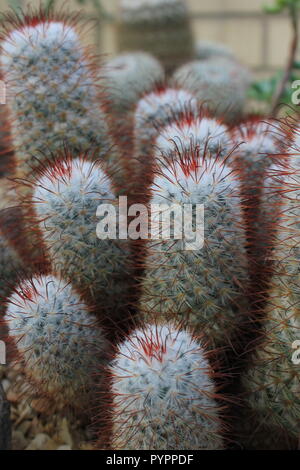 Cluster of Mexican Mammillaria geminispina, twin spined cactus, flowering desert plant growing in the desert garden. Stock Photo