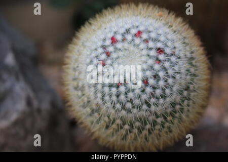 Cluster of Mexican Mammillaria geminispina, twin spined cactus, flowering desert plant growing in the desert garden. Stock Photo