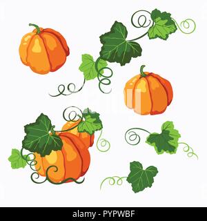 Set of vector orange ripe pumpkins with green leaves and curly stems isolated on the white background. Halloween, Thanksgiving, autumn symbol. Stock Vector