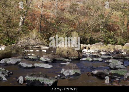 The River Wye in Rhayader,Powys,Wales Stock Photo