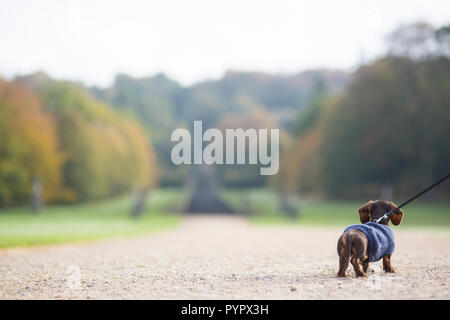 Cute Miniature Dachshund Puppy in a Big World Stock Photo