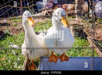 Two white Pekin ducks, Yin and Yang, sit in a cage, Oct. 21, 2018, in Grand Ridge, Florida. Stock Photo