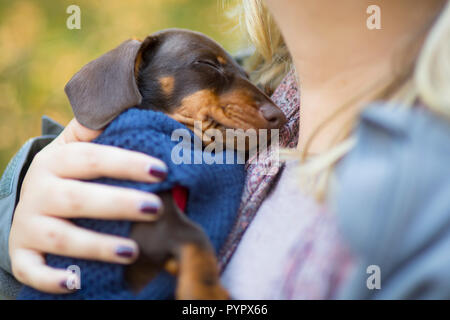 Sleeping Cute Miniature Dachshund Puppy Stock Photo