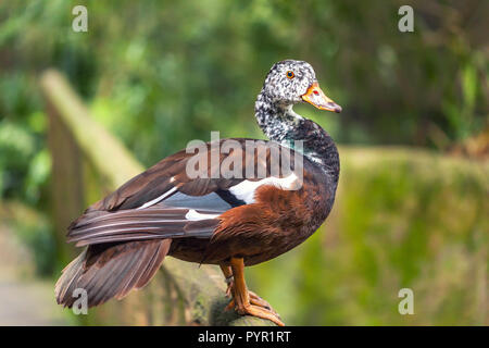 The whistling ducks or tree ducks brown color with white head with black speck standing on a perch in tropic rain forest. Closeup Stock Photo