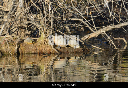 Western painted turtles or Chrysemys picta sunbathing in last late afternoon autumn light on shore of lake island Stock Photo