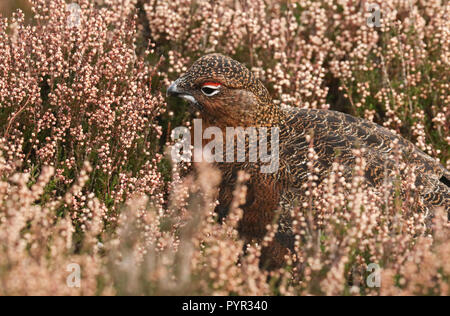 A stunning Red Grouse (Lagopus lagopus) standing amongst the heather in the highlands of Scotland feeding on the flowers Stock Photo
