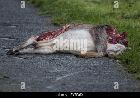 Dead Deer laying on the pavement Stock Photo