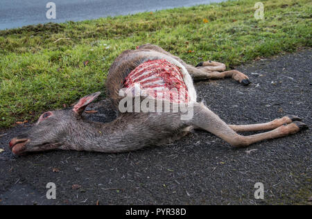 Dead Deer laying on the pavement Stock Photo