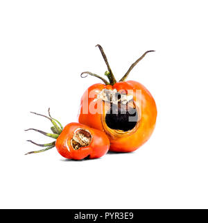 Tomatoes vegetables with a disease isolated on white. Stock Photo