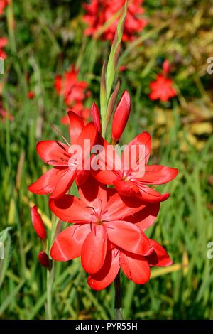 Hesperantha coccinea Major Crimson Flag Lily flower Stock Photo