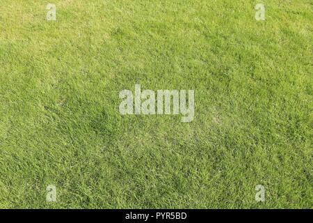Green grass background - nice lawn backdrop texture. Stock Photo